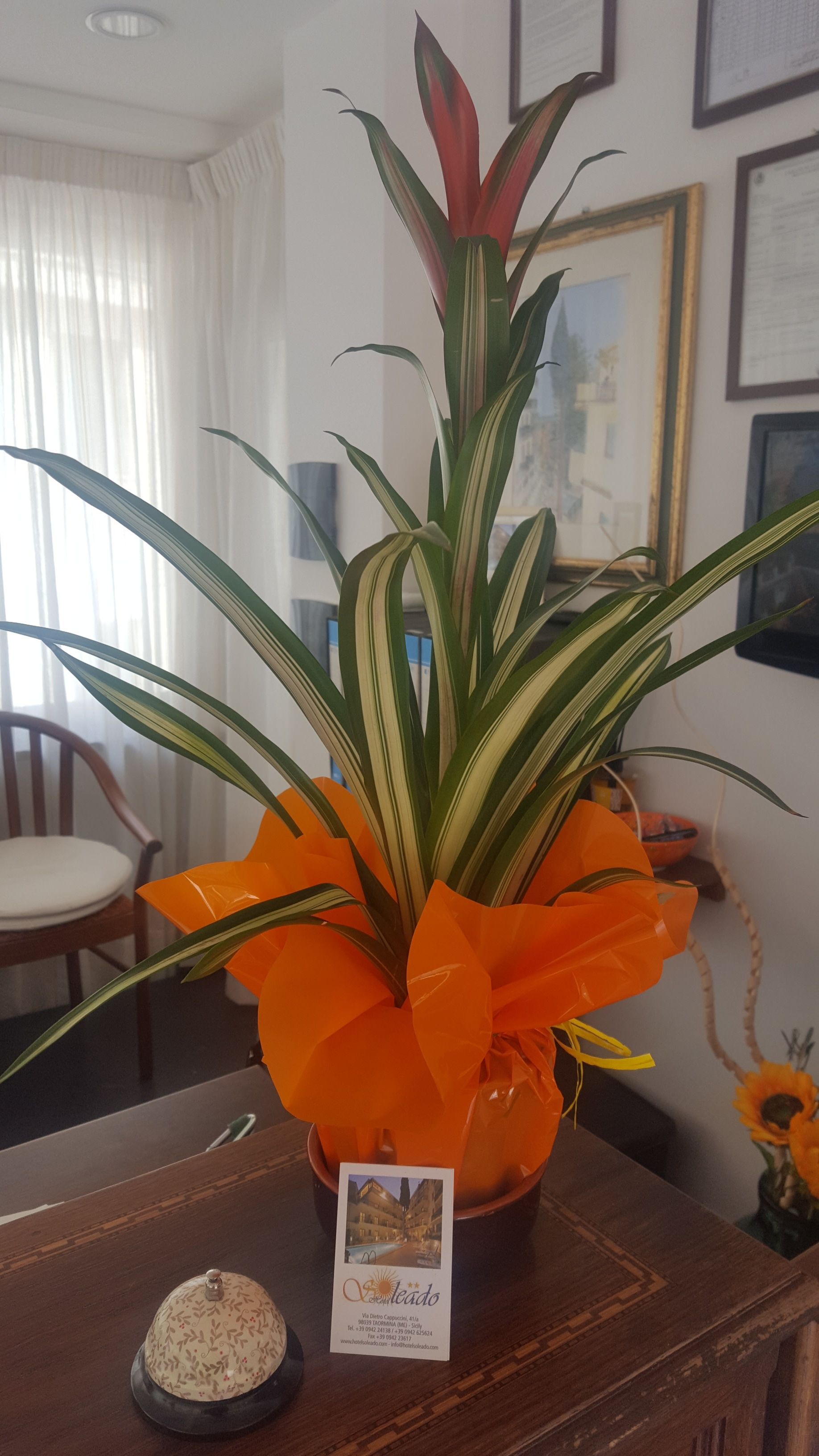 Foto - Hotel Soleado