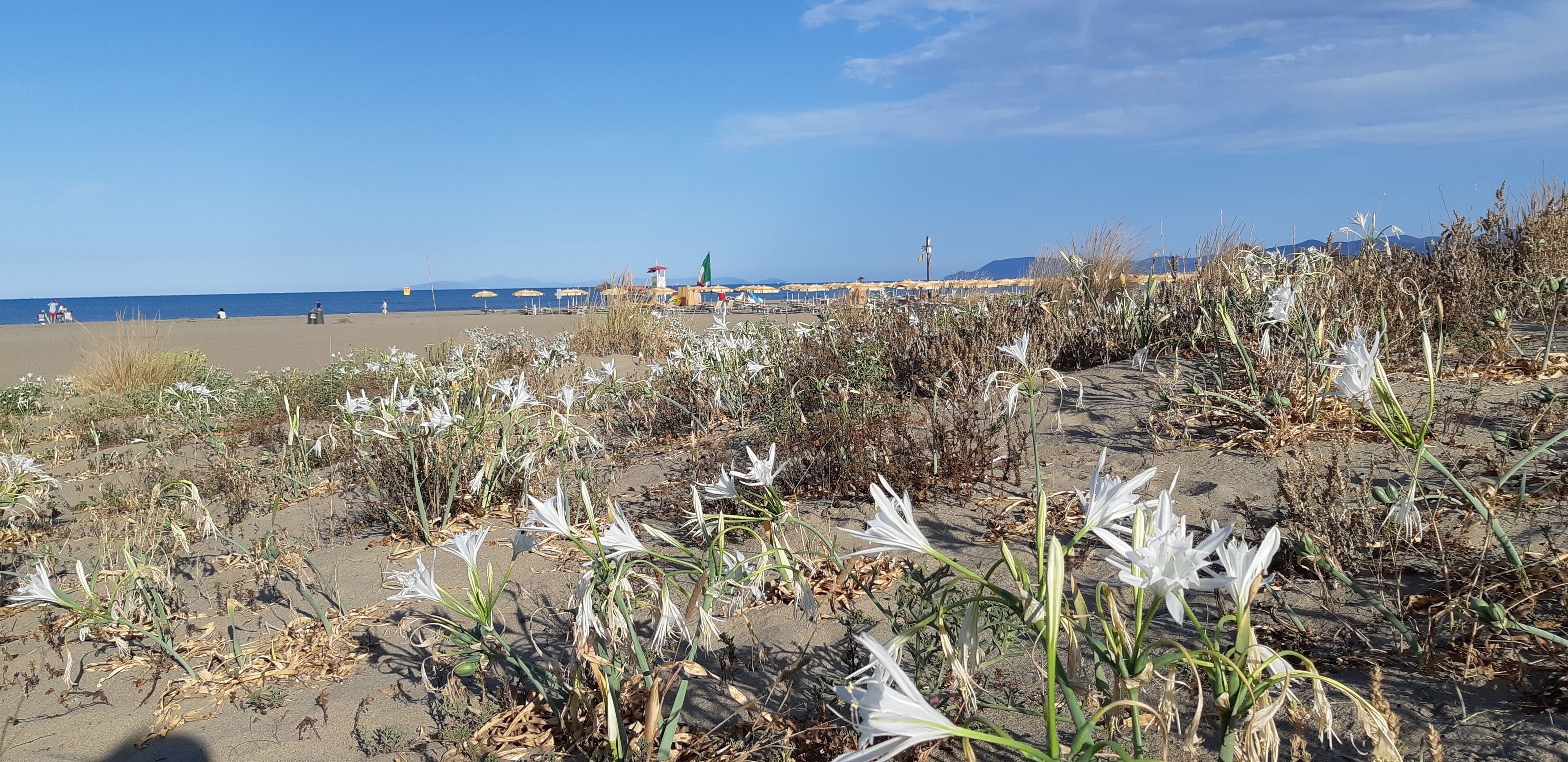 A beach with white flowers and a clear sky.