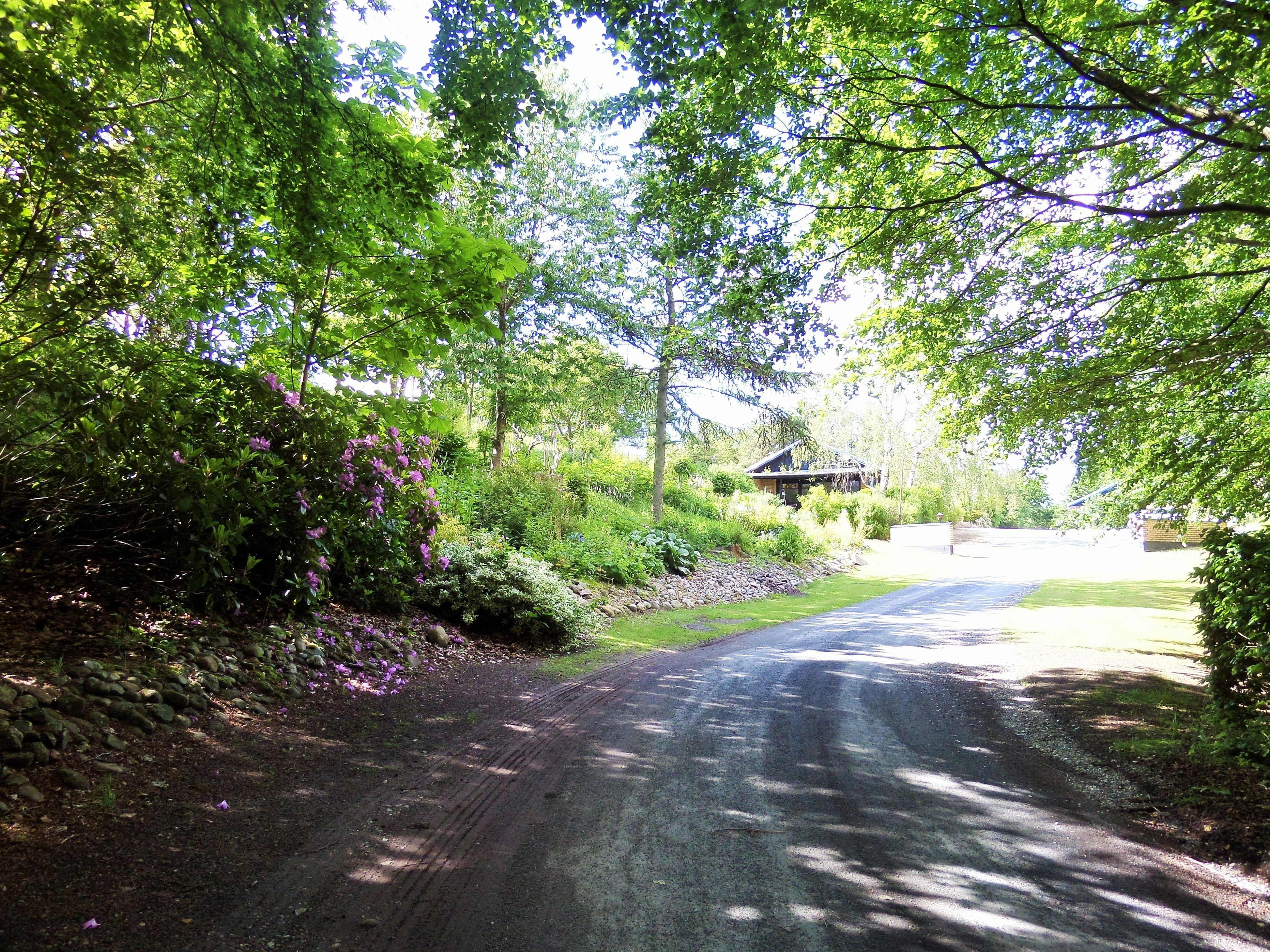 Eine ländliche Straße, gesäumt von üppigem Grün, mit einem Haus in der Ferne.