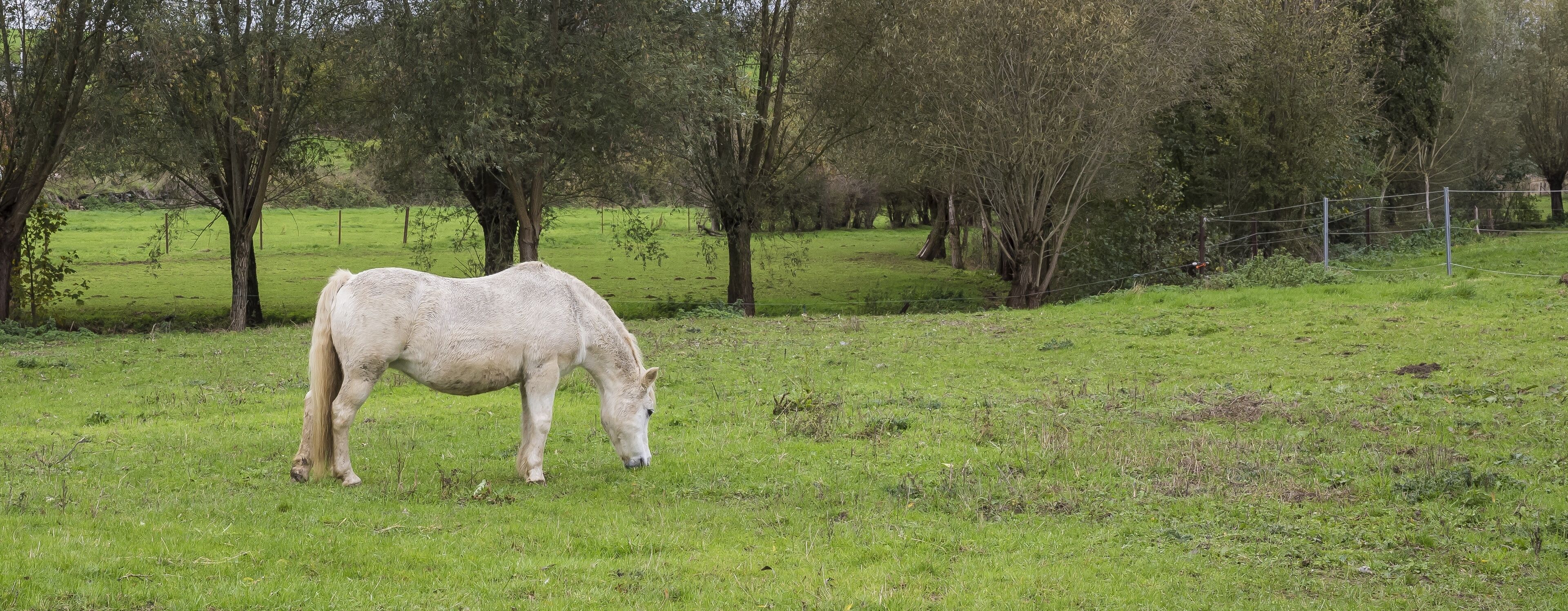 A white horse grazing in a grassy field with trees and a fence in the background.
