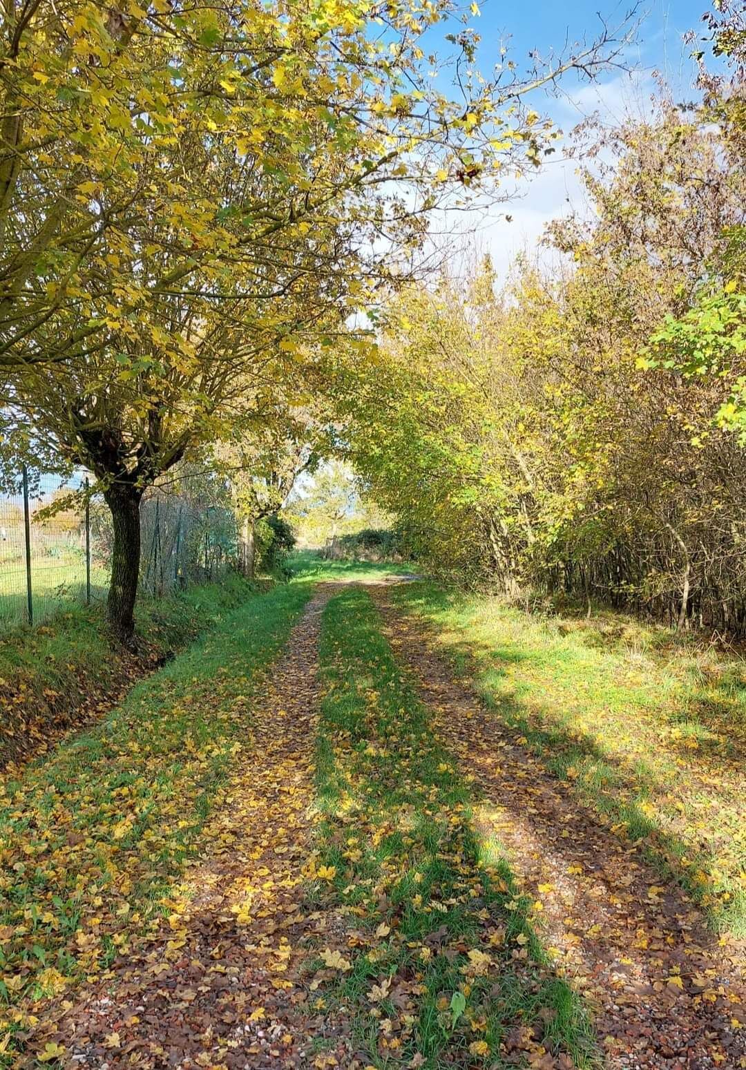 Ein von Bäumen gesäumter Weg mit einem Zaun an einer Seite und einer Rasenfläche an der anderen.