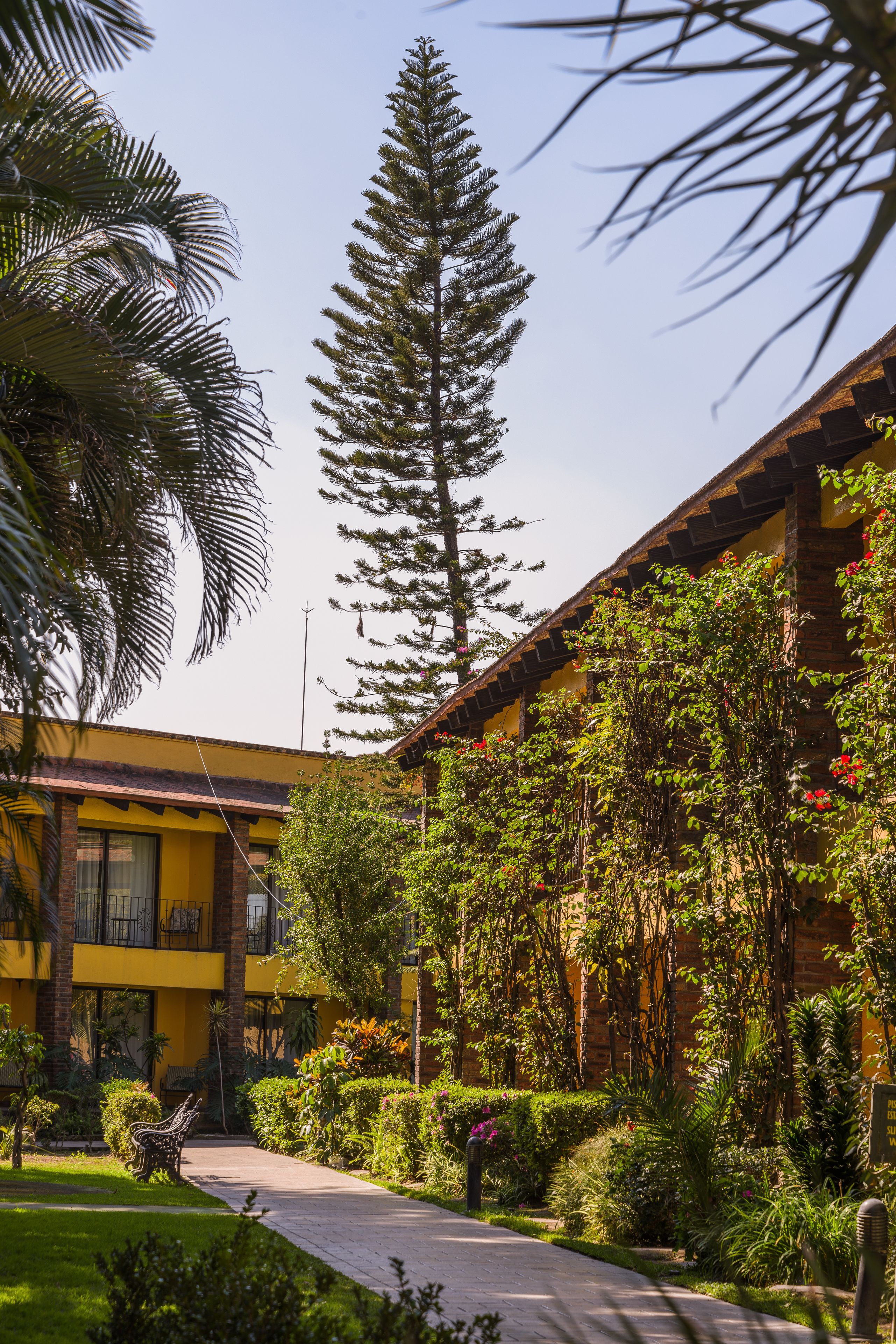 A building with a yellow facade, a central staircase, and surrounding greenery including a tall tree and various plants.