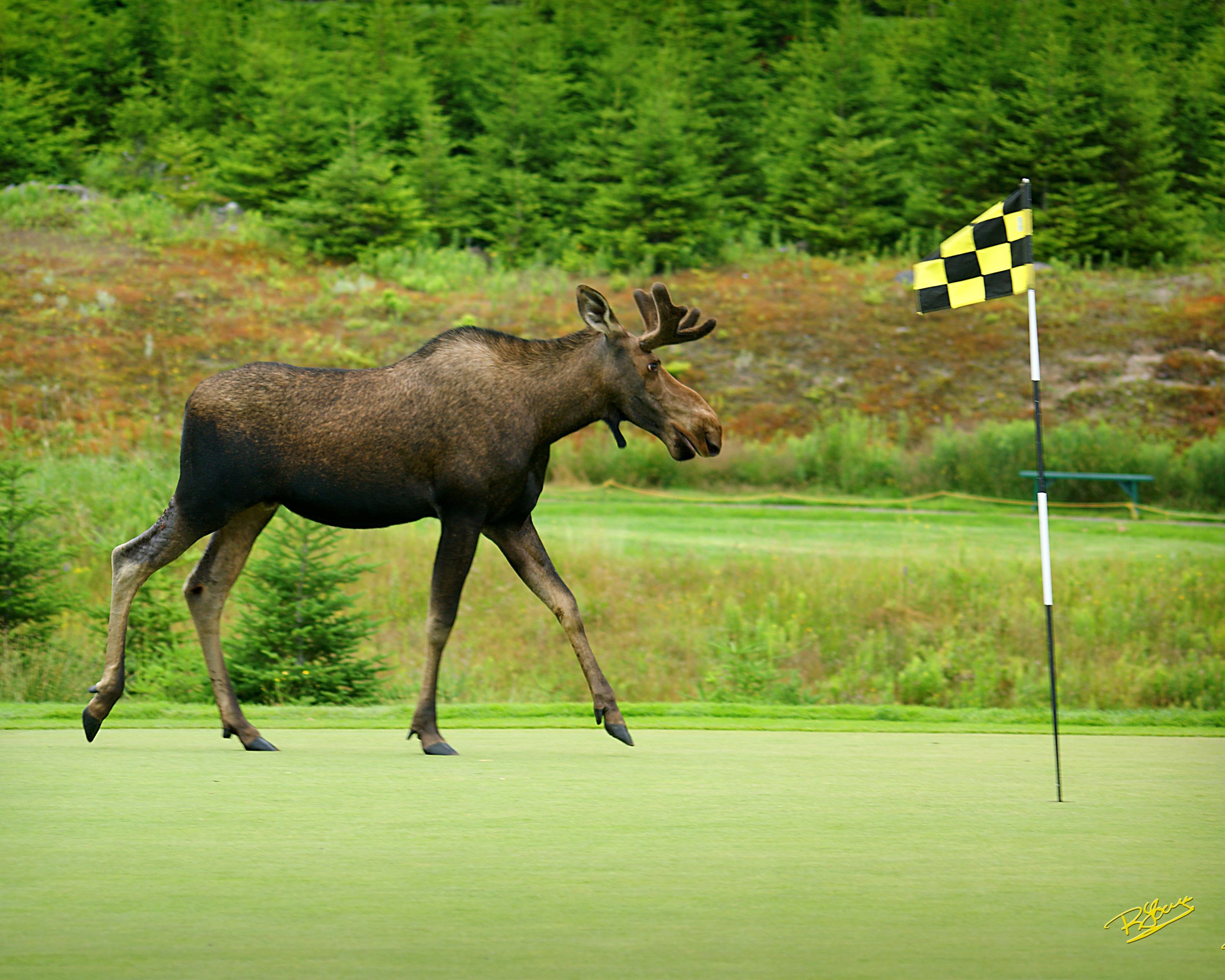 Un élan sur un terrain de golf, avec un drapeau à carreaux.