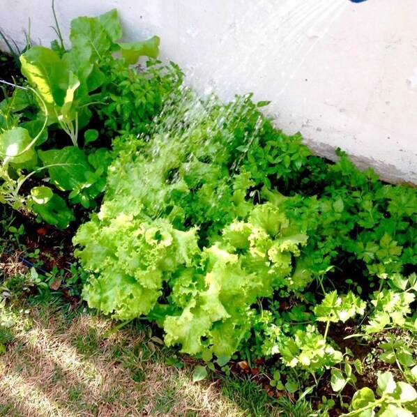 A garden with various leafy plants and a white wall in the background.