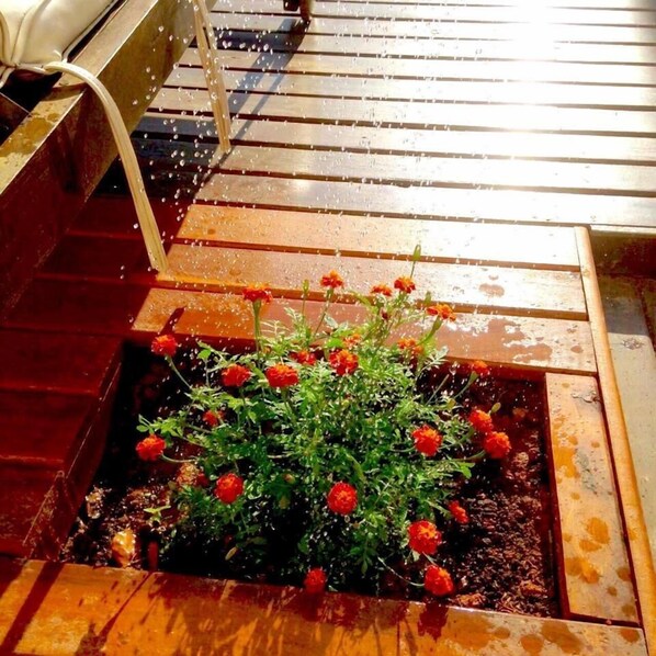 Un jardín elevado con flores rojas y una estructura de madera al fondo.