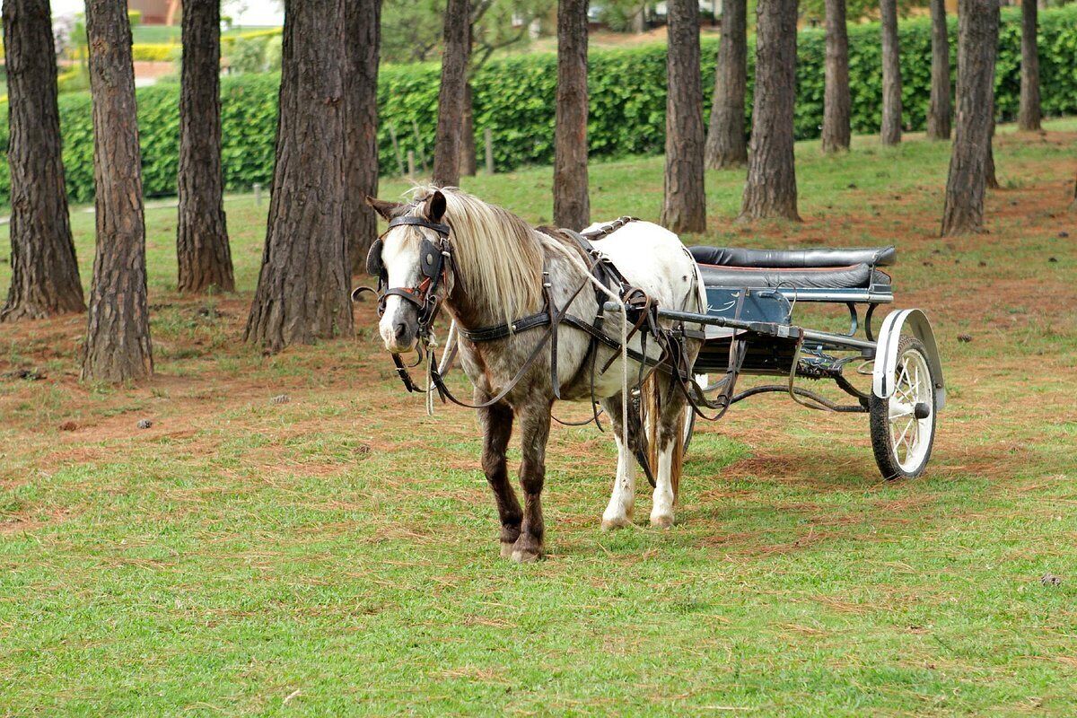 A horse-drawn carriage in a park with trees and grass.