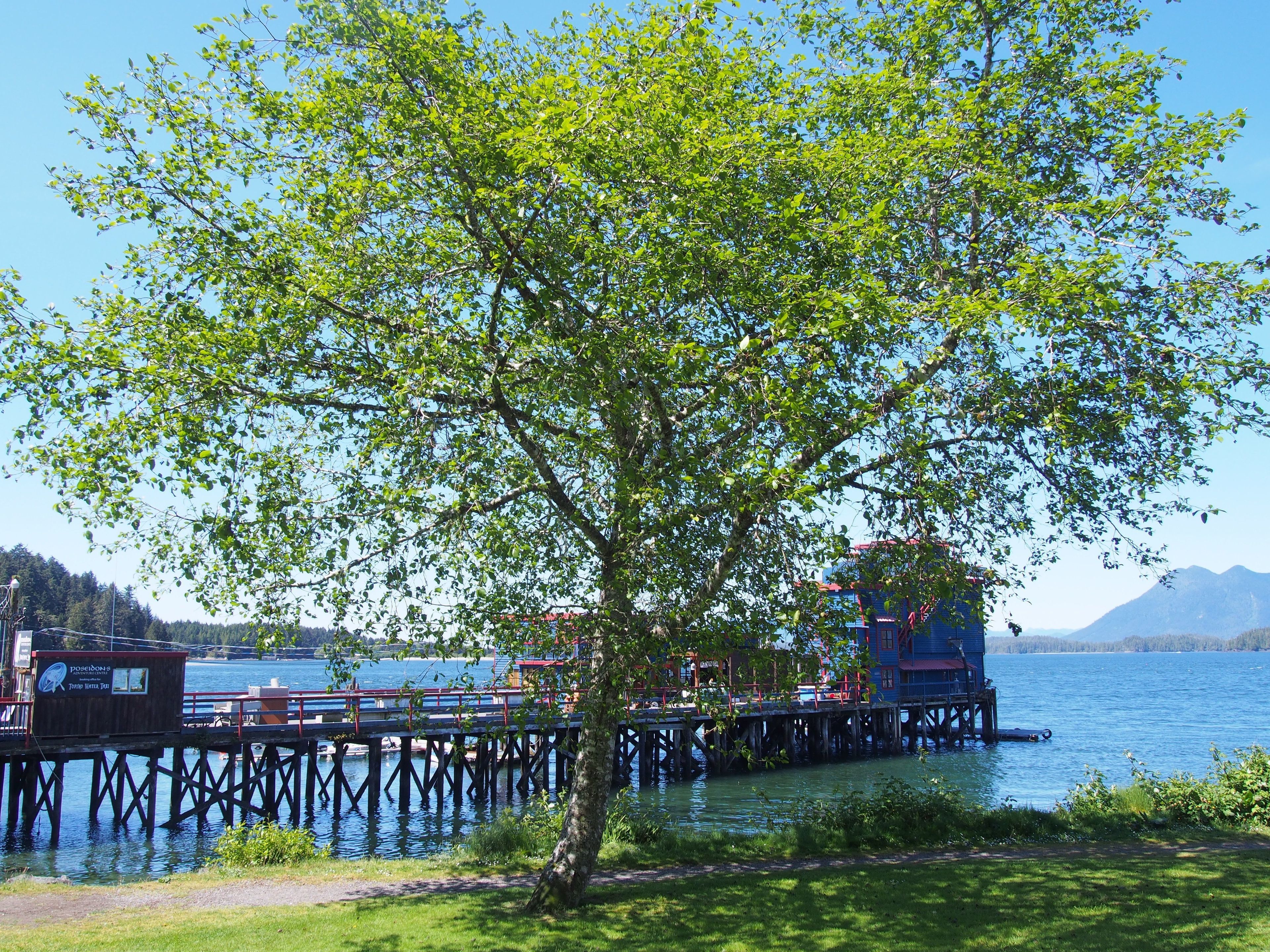 A pier extending into a lake with a tree in the foreground and buildings on the pier.