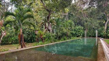 A rectangular pool surrounded by dense tropical vegetation.