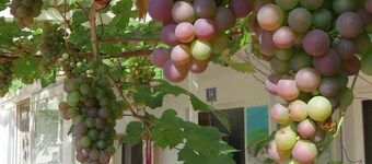 Gästehaus Huber - original Sixties Hostel