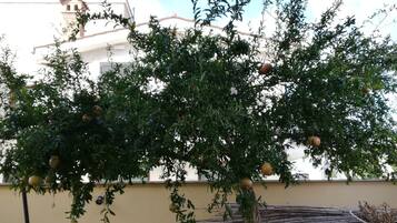 Een boom met granaatappels in een binnentuin met een gele muur en een betegeld dak op de achtergrond.