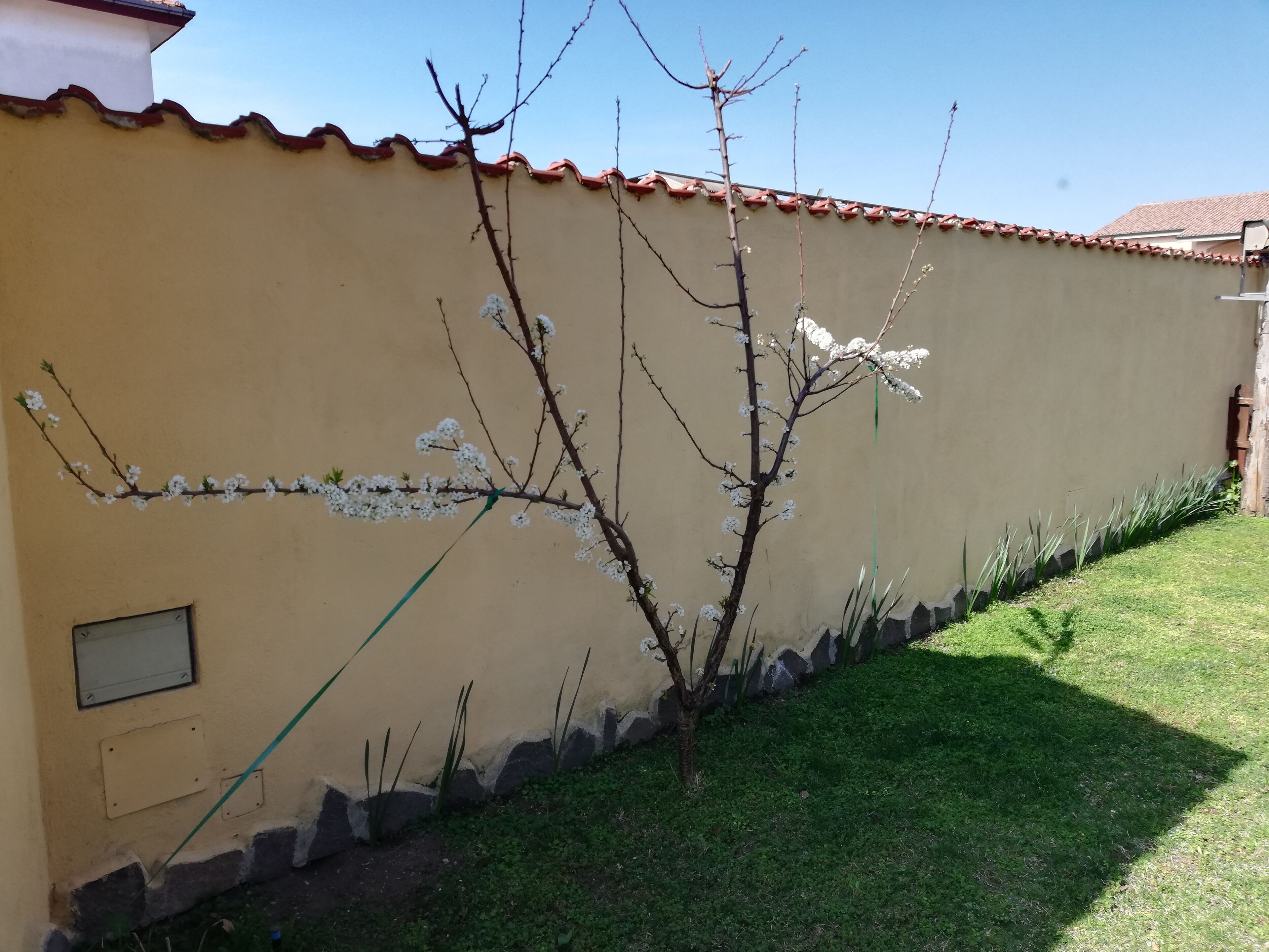 Foto - The Yellow House