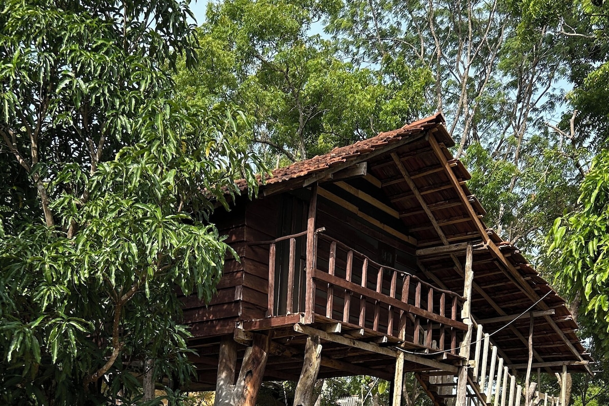 A wooden structure with a sloped roof supported by wooden beams, surrounded by trees and dry grass.