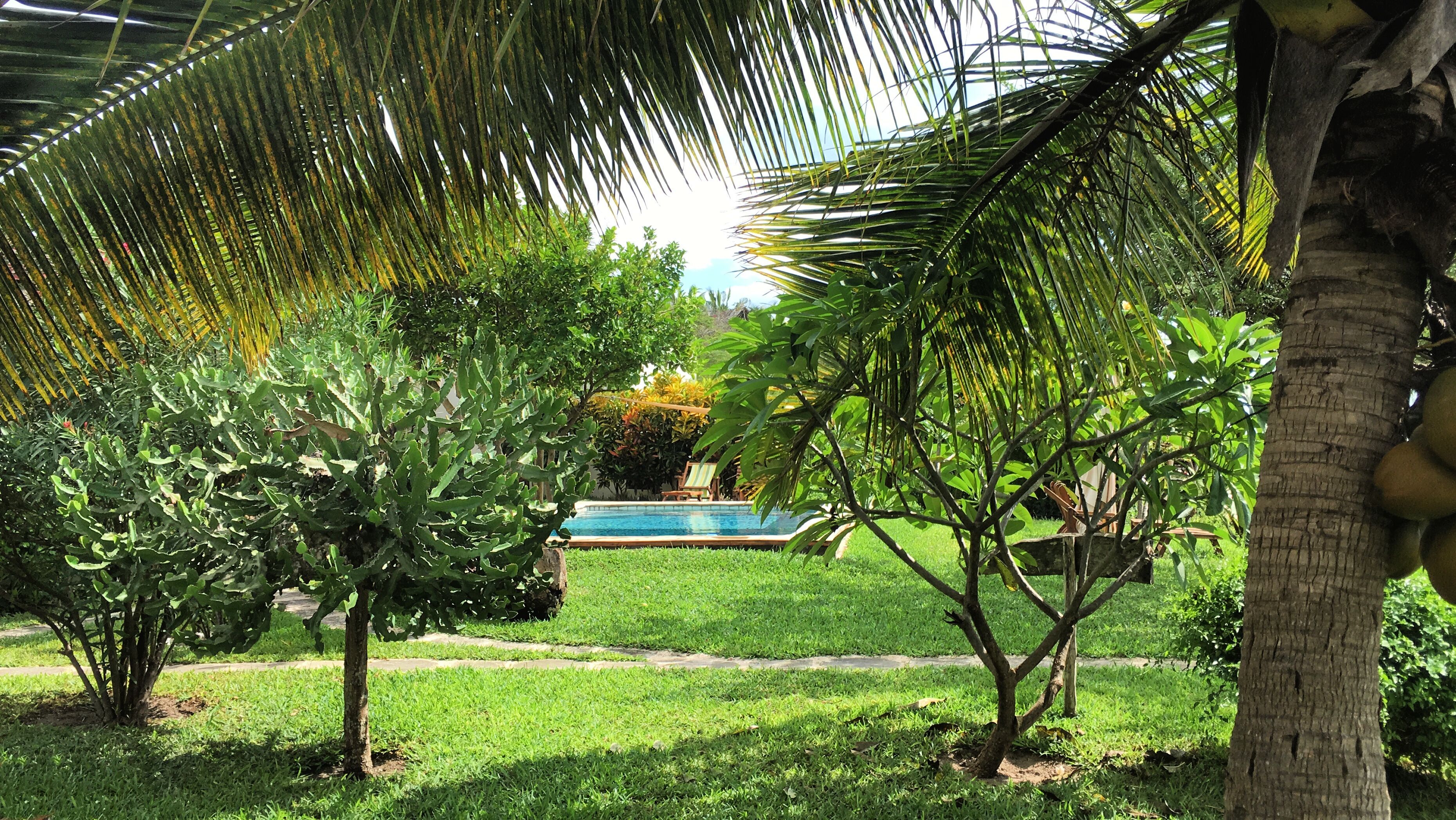 A lush garden with a swimming pool, palm trees, and various shrubs.
