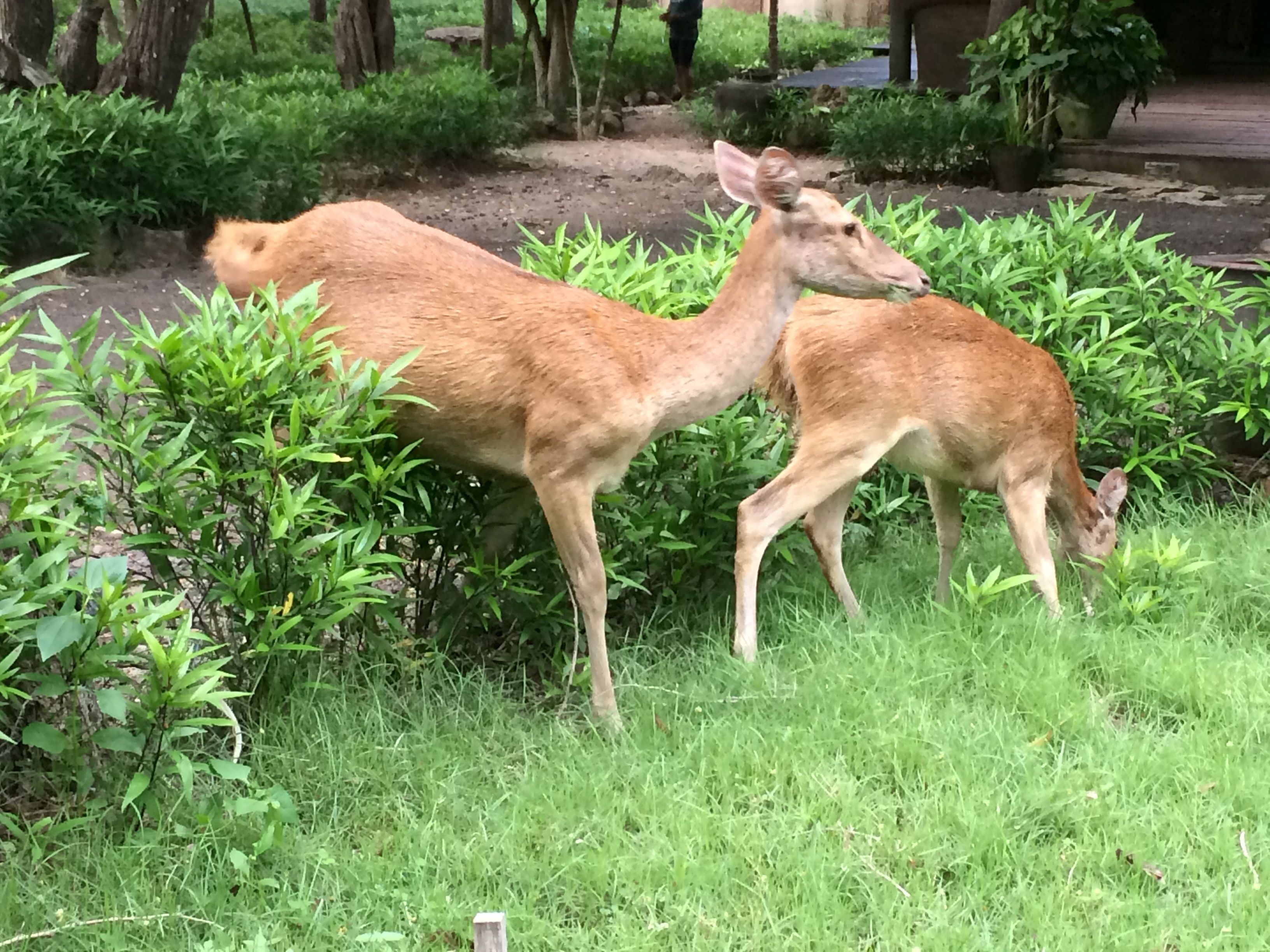 Two deer in a grassy area with dense foliage and trees in the background.