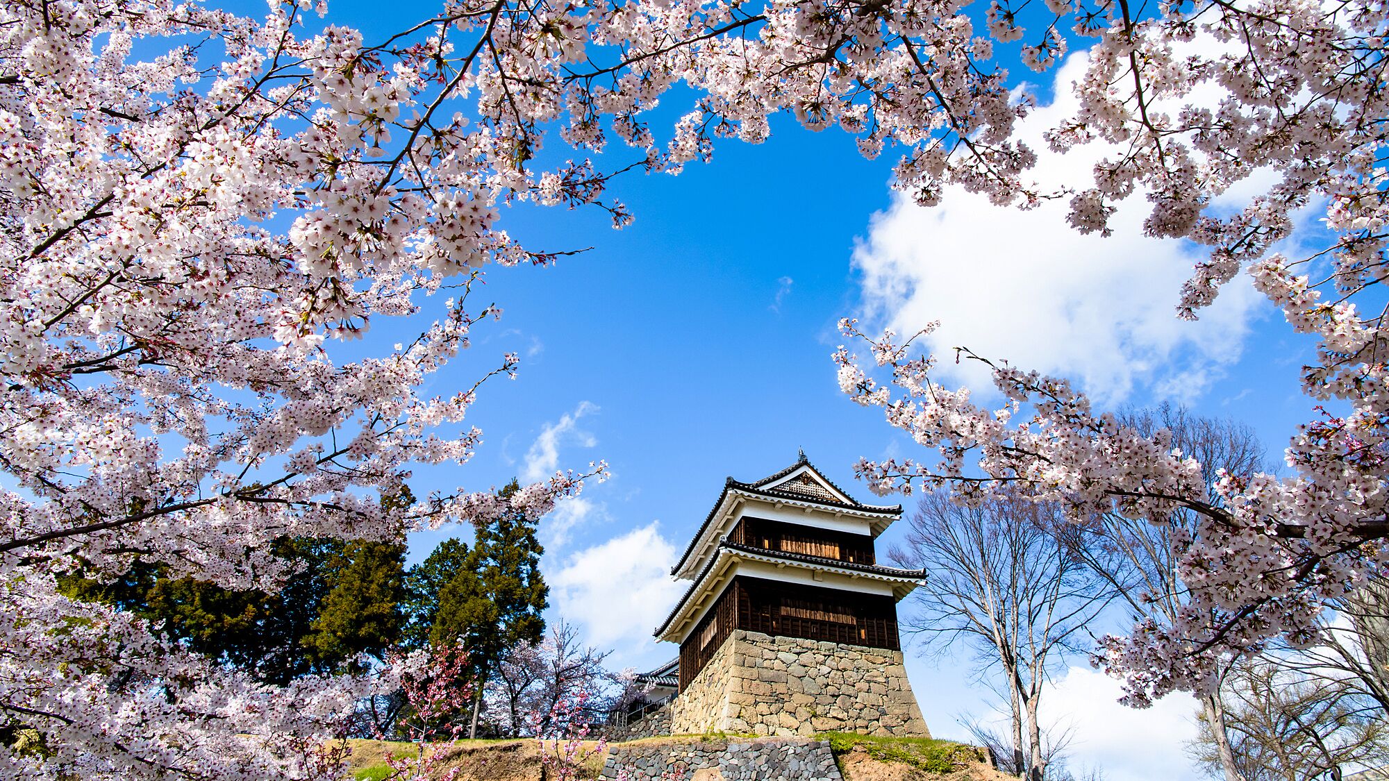 Un edificio tradicional japonés con base de piedra y estructura superior de madera, rodeado de flores de cerezo.