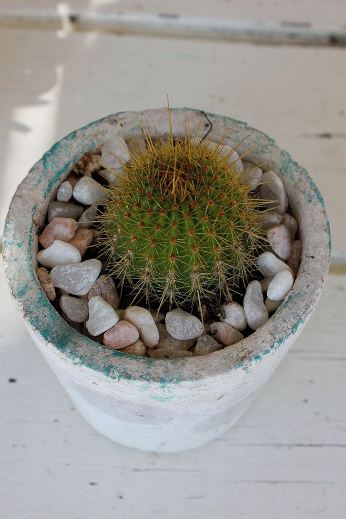 A potted cactus with spines, surrounded by small pebbles.