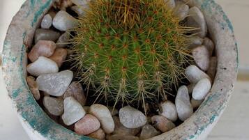 A potted cactus with spines, surrounded by small pebbles.