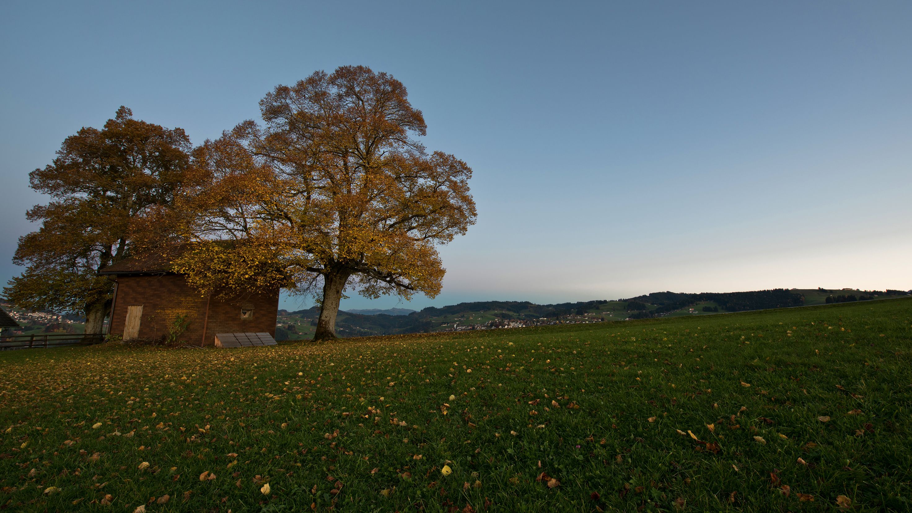 A rustic building with a large tree in front, surrounded by a grassy field with scattered yellow flowers.