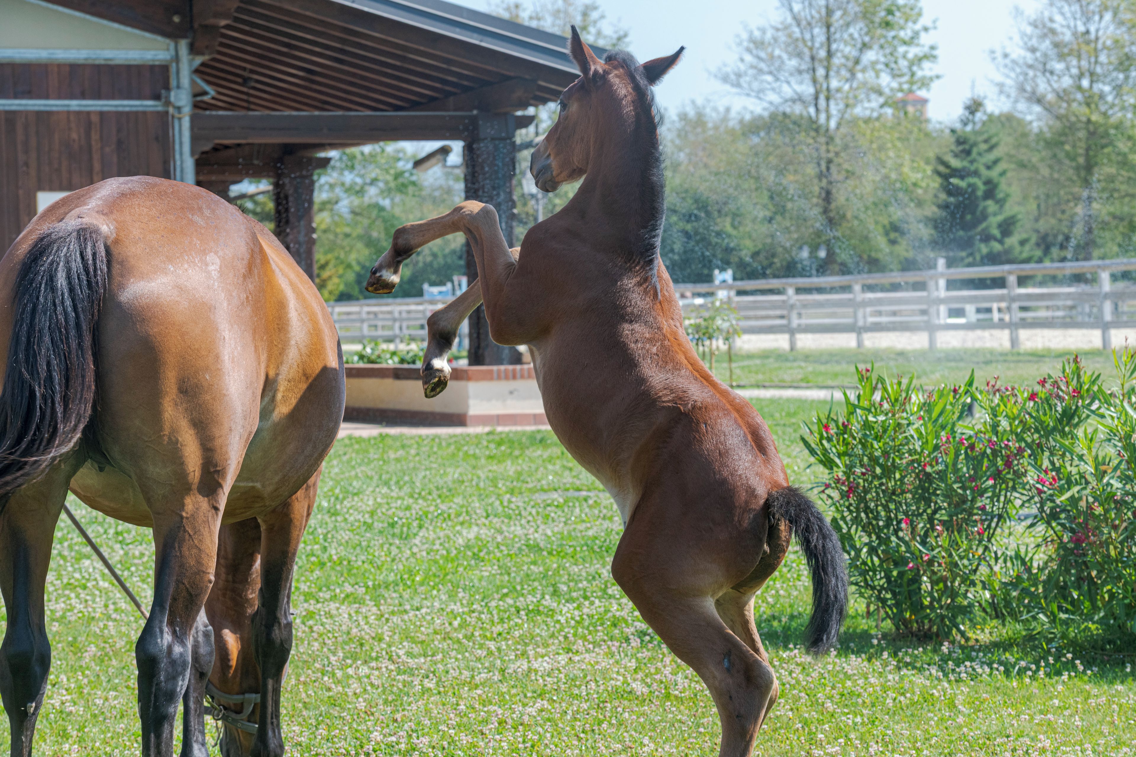 Dos caballos en un entorno al aire libre, con un establo y árboles de fondo.