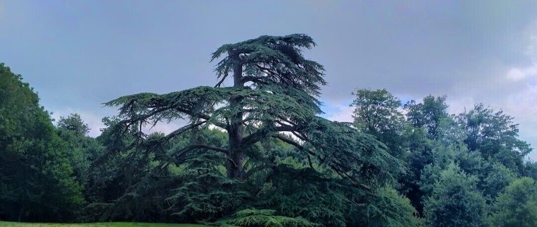 A large tree with a wide canopy, surrounded by dense forest.