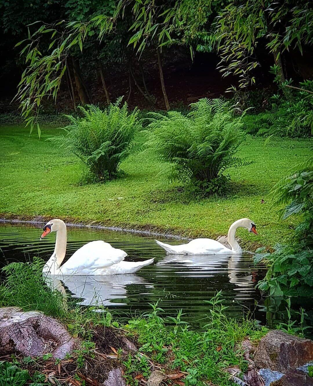 Dos cisnes nadando en un estanque rodeado de exuberante vegetación y bambú.