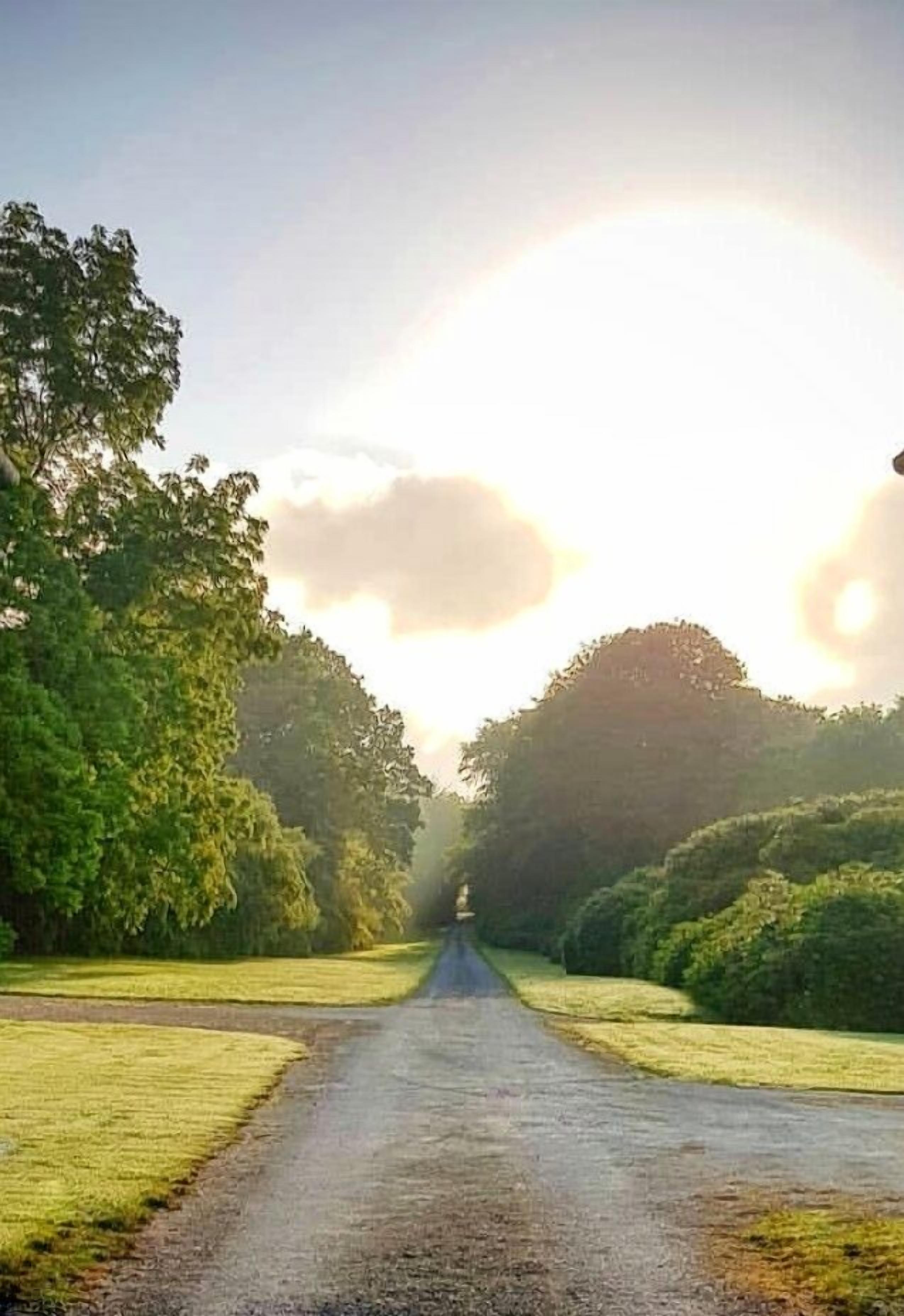 Une route de campagne bordée d’une végétation luxuriante et d’arbres, qui s’étend vers un point situé au loin.