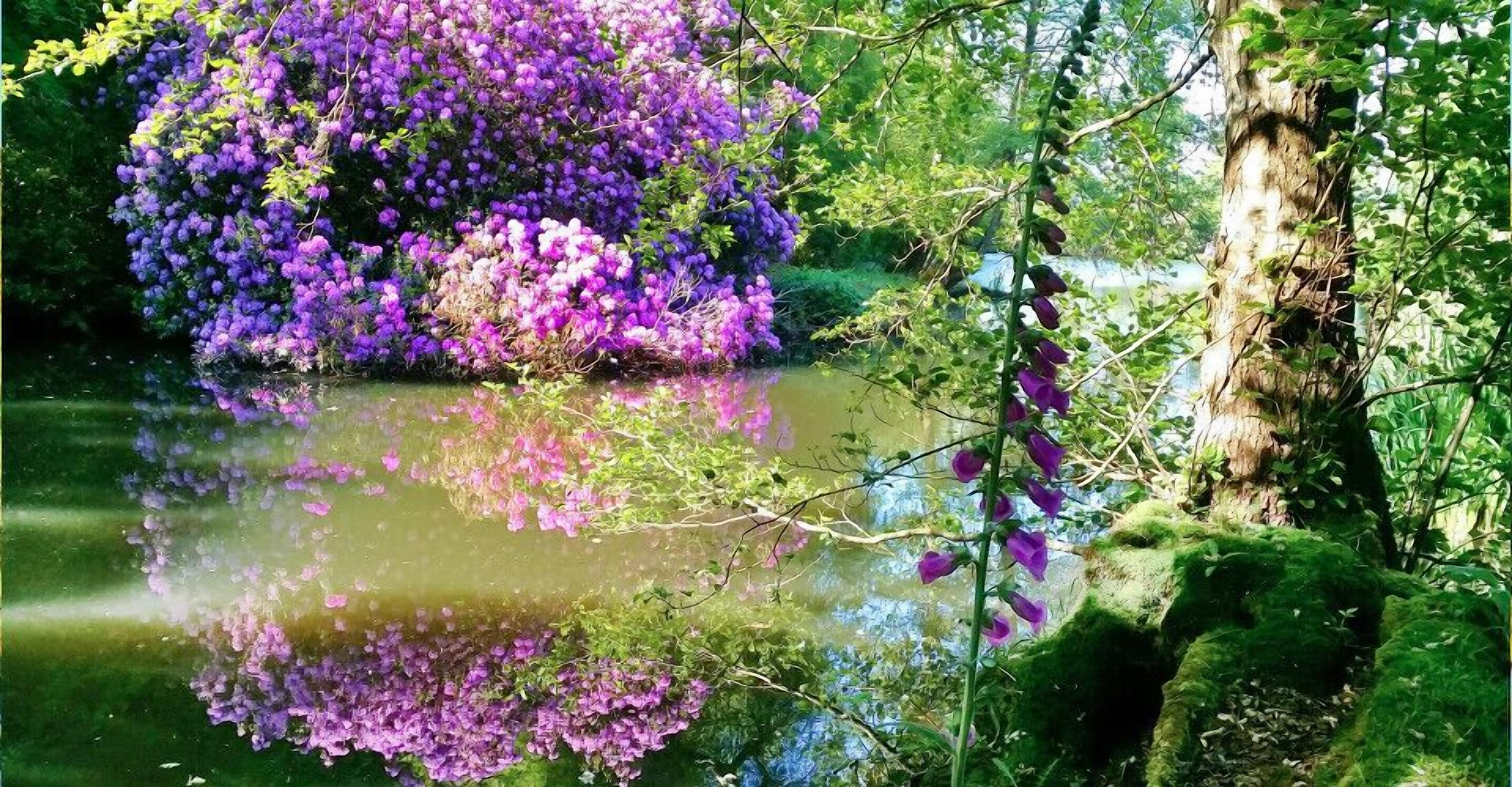 Un jardín exuberante con un árbol grande y flores púrpuras densas que se reflejan en un estanque.