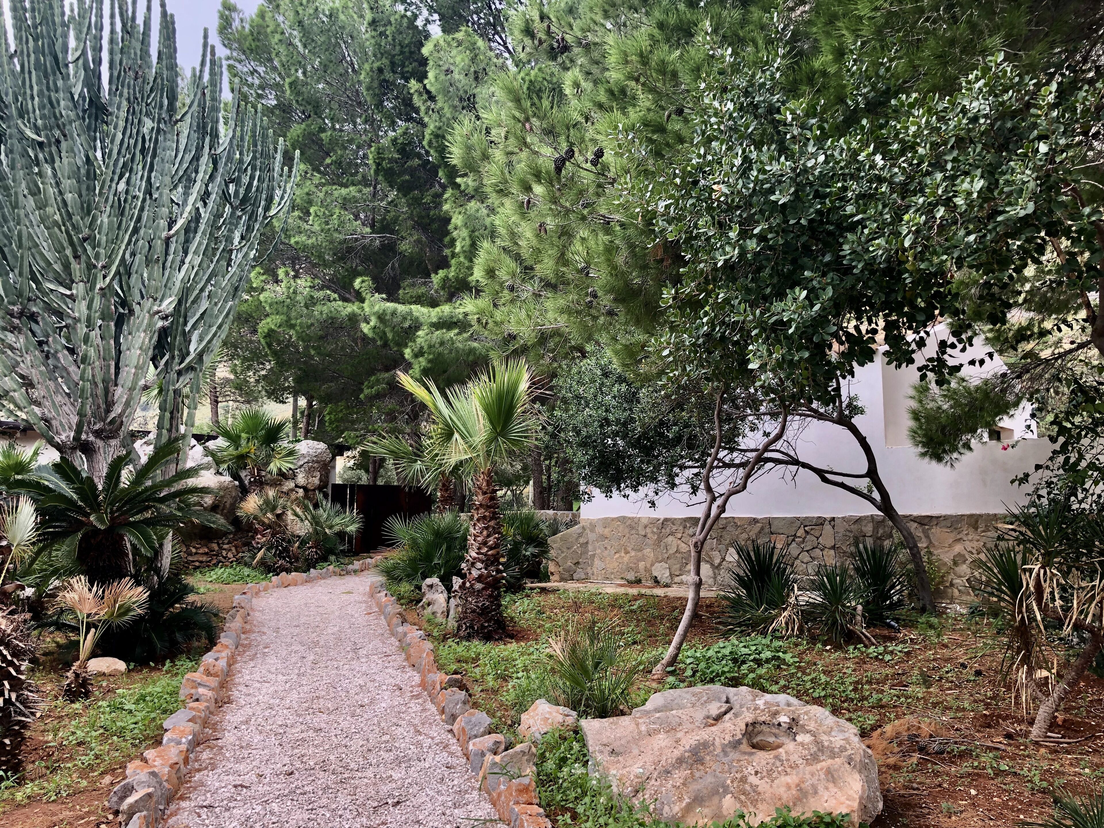 A garden pathway surrounded by various plants and trees, including a large cactus and a palm tree.