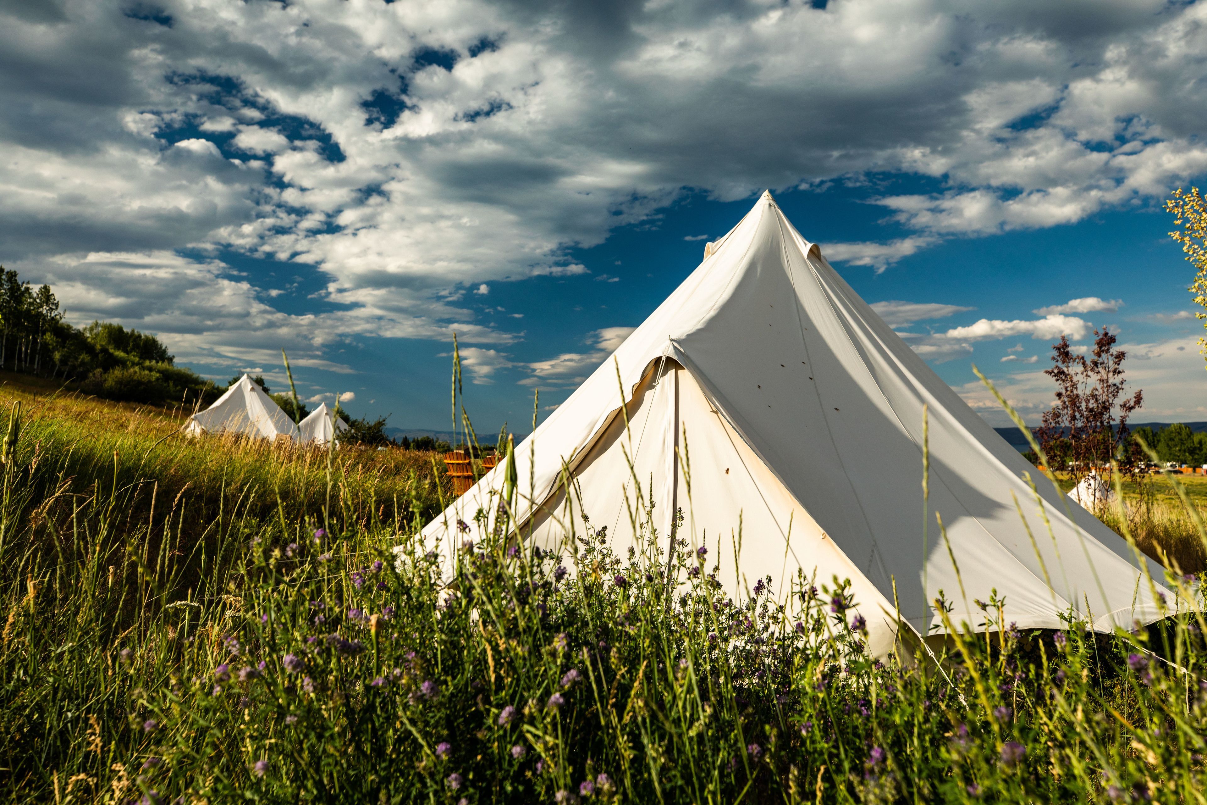 A white tent in a grassy field with purple flowers, under a partly cloudy sky.