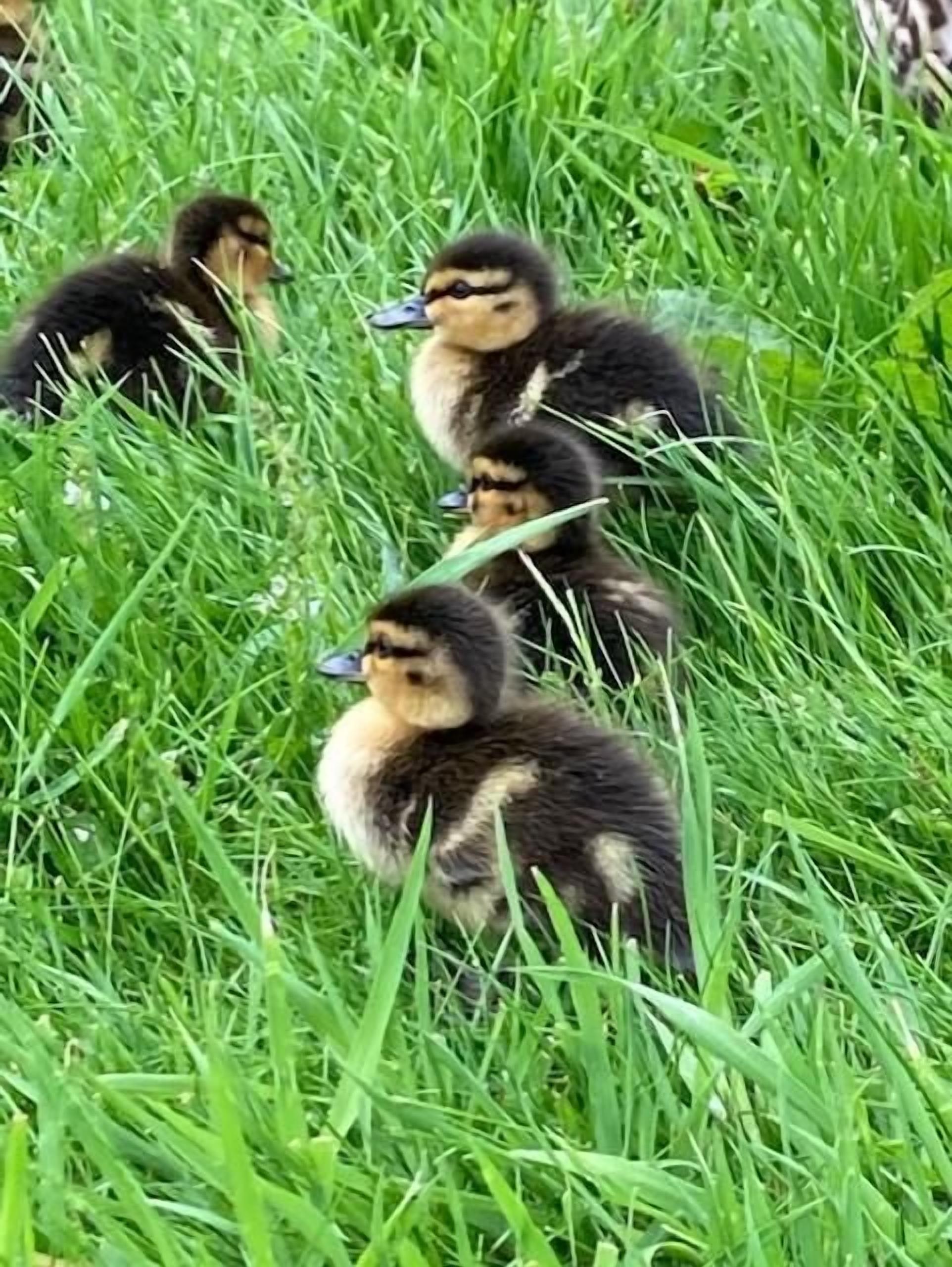 A group of ducklings in a grassy area.