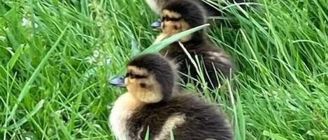 A group of ducklings in a grassy area.