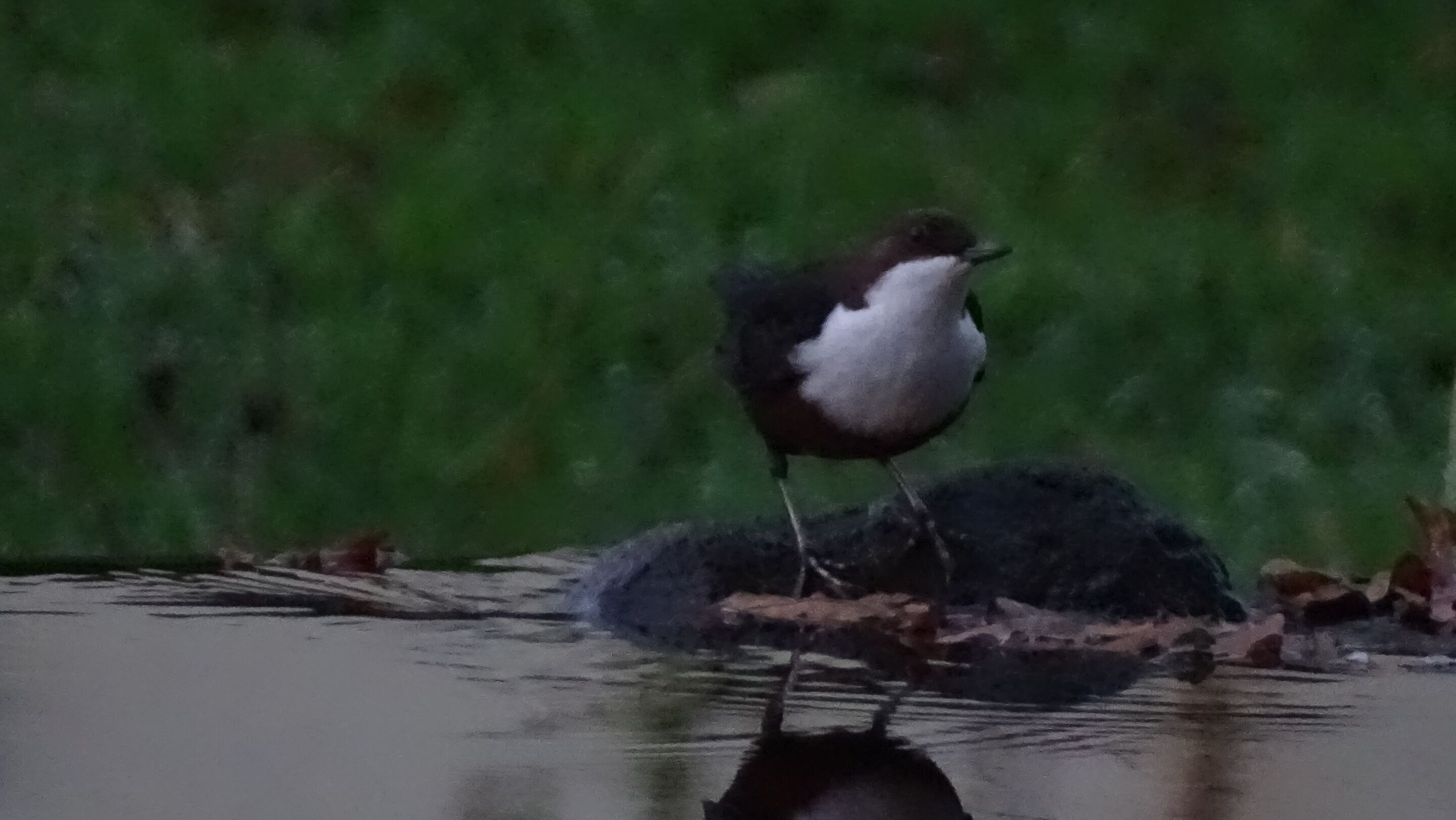 A bird standing on a log in a body of water with a green background.