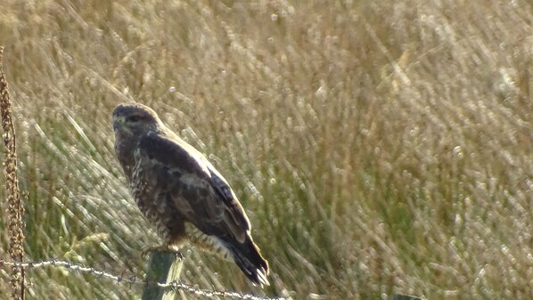 A bird perched on a barbed wire fence in a field.
