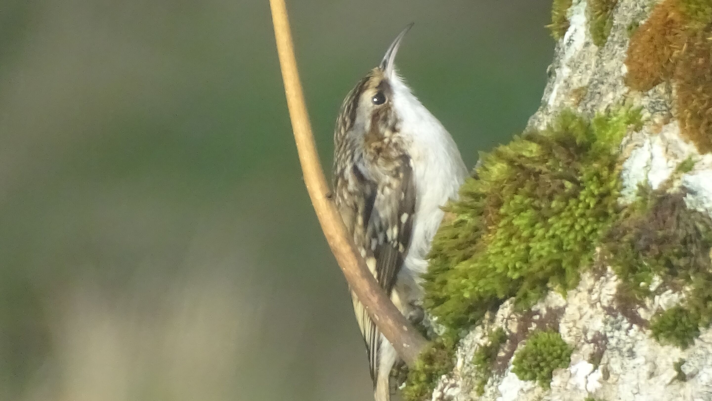 A bird perched on a moss-covered tree branch.