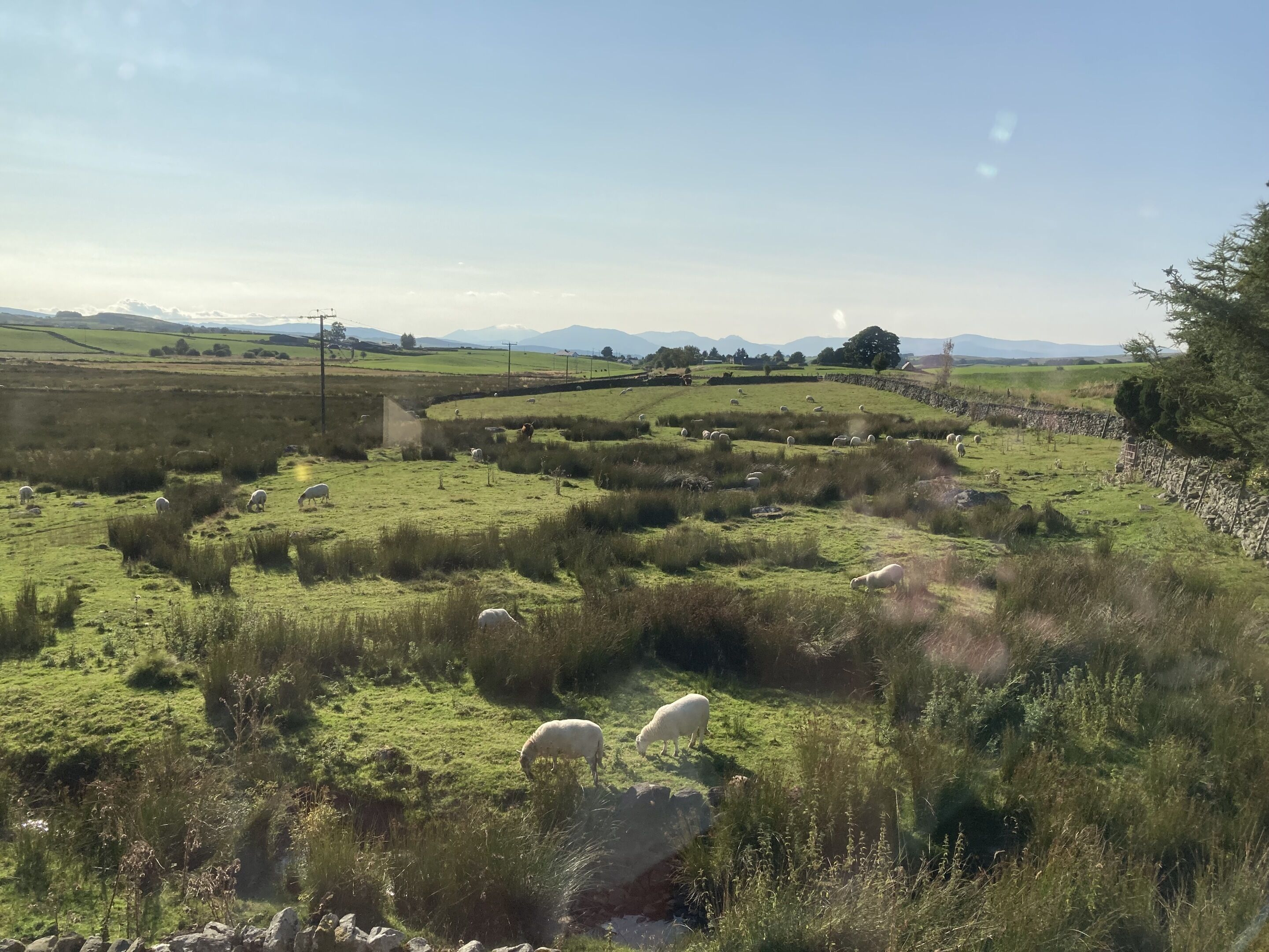 A rural landscape with rolling hills, scattered sheep grazing, and stone walls.