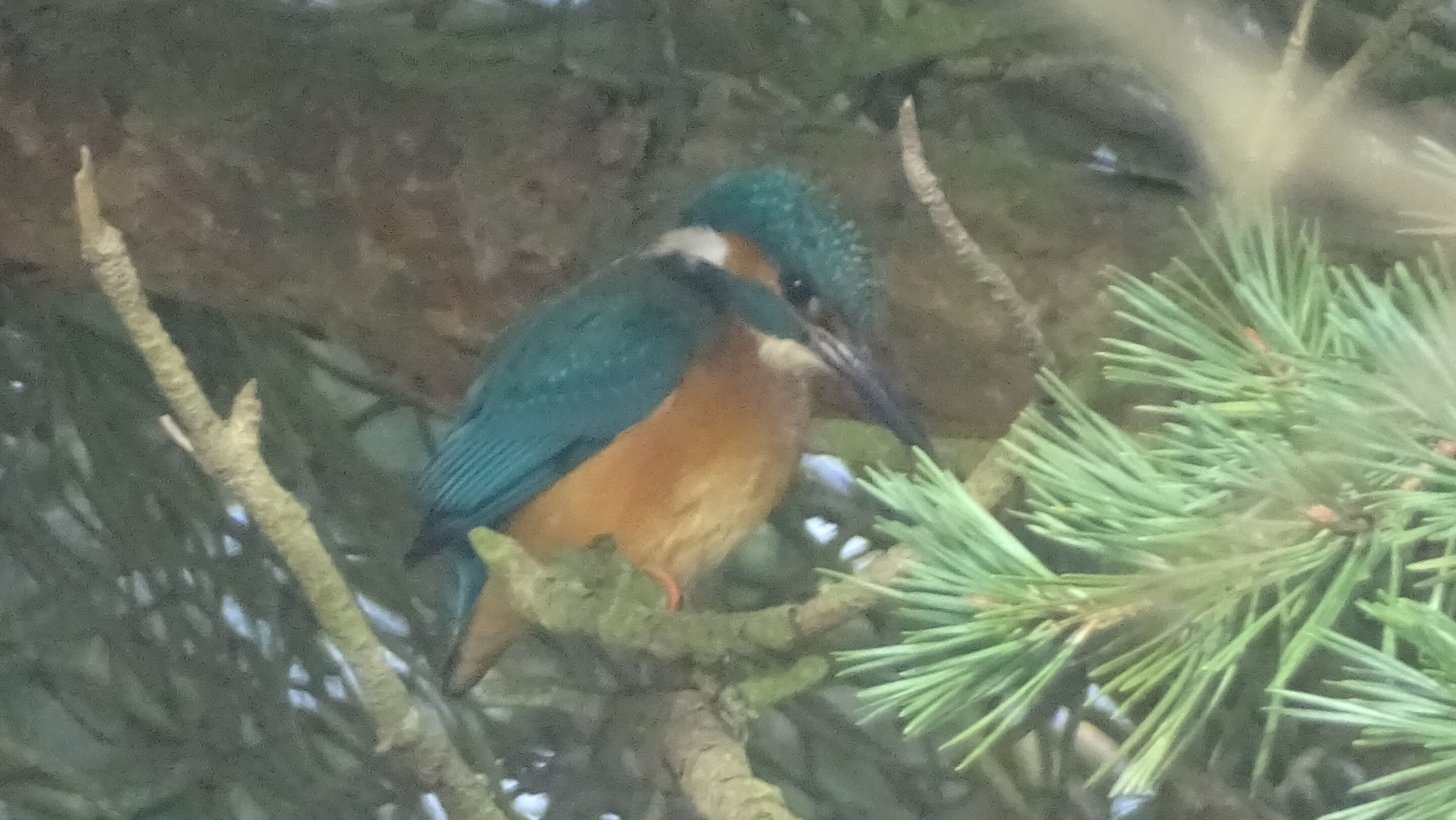 A bird perched on a branch.