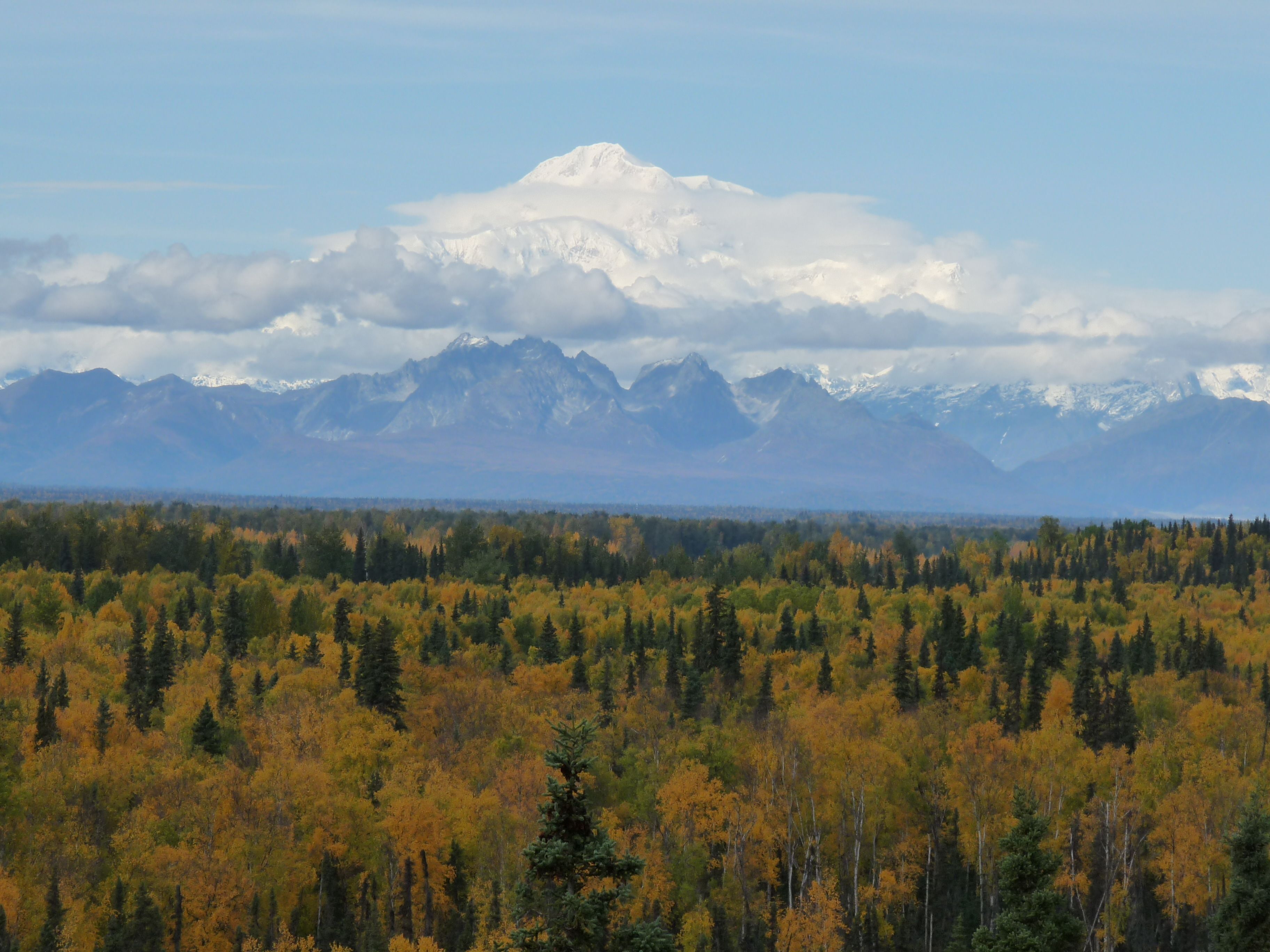 A forest with autumn foliage and snow-capped mountains in the background.