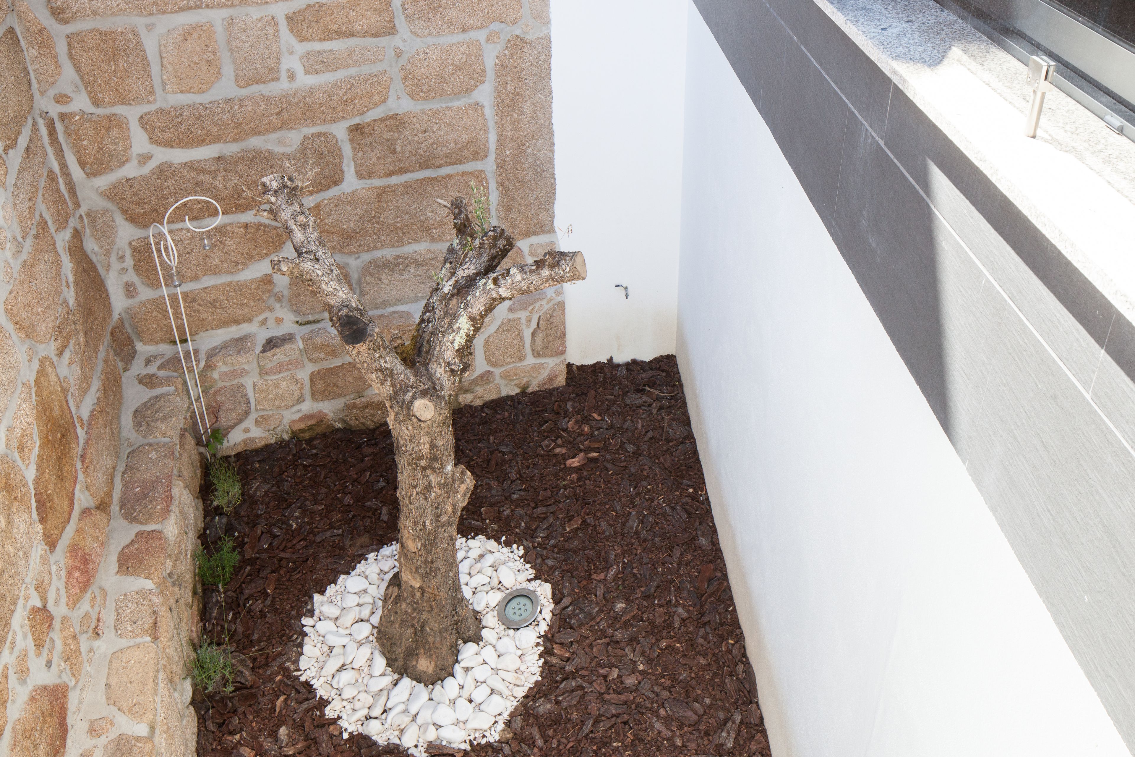 Un bonsai in un angolo con un muro di pietra e una finestra.
