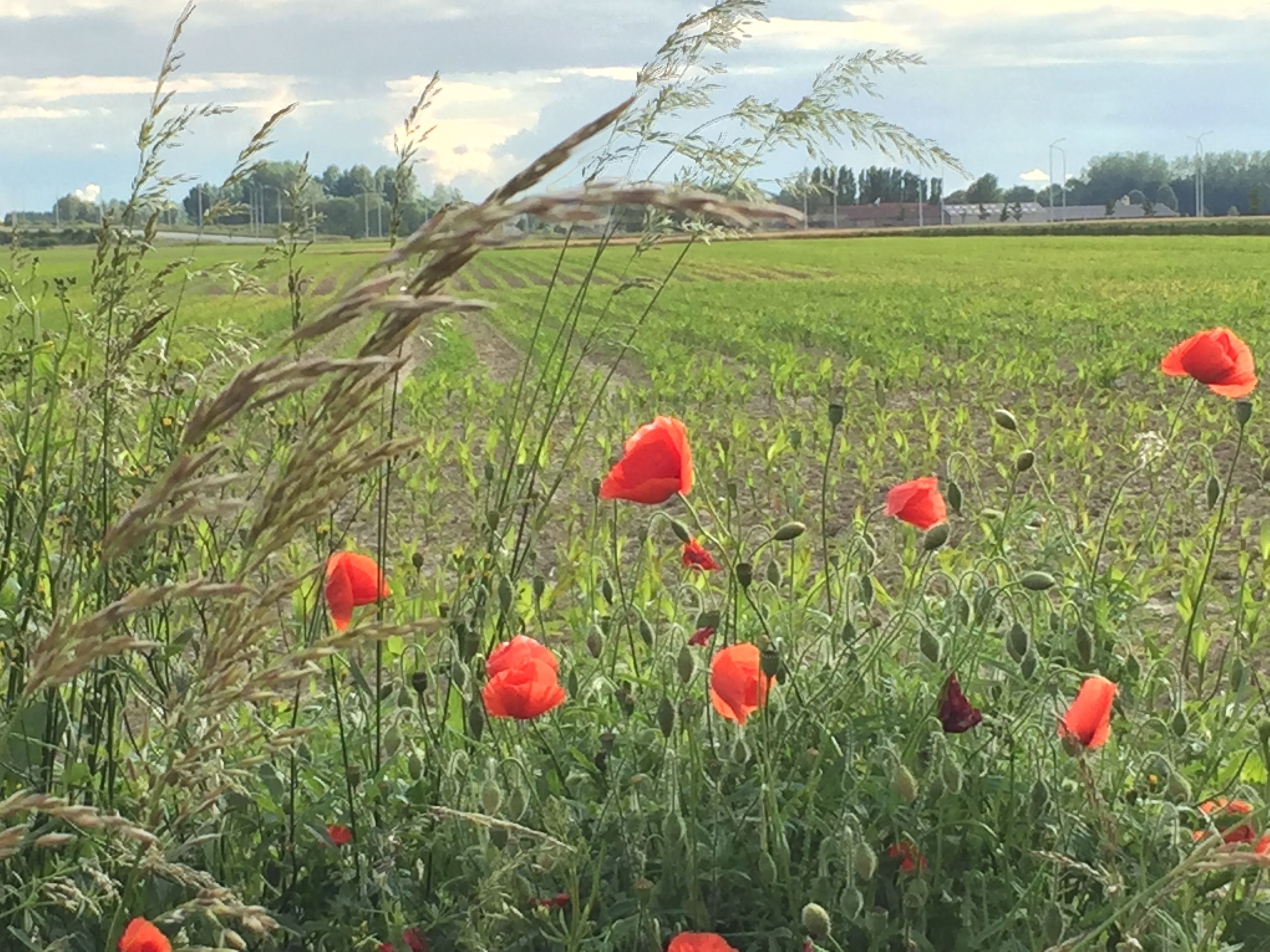 A field of red poppies with a clear sky and distant buildings.