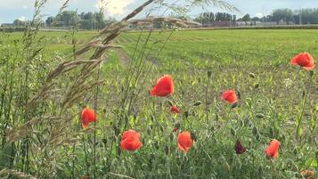 A field of red poppies with a clear sky and distant buildings.