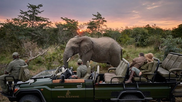 A safari vehicle with a large elephant and people observing it. - Royal Malewane (Hoedspruit)