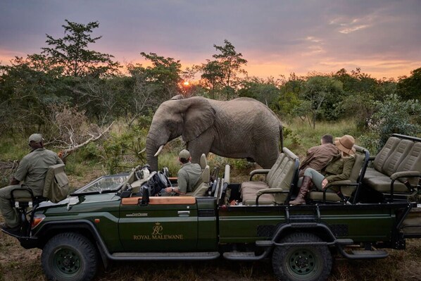 A safari vehicle with a large elephant and people observing it. - Royal Malewane (Hoedspruit)