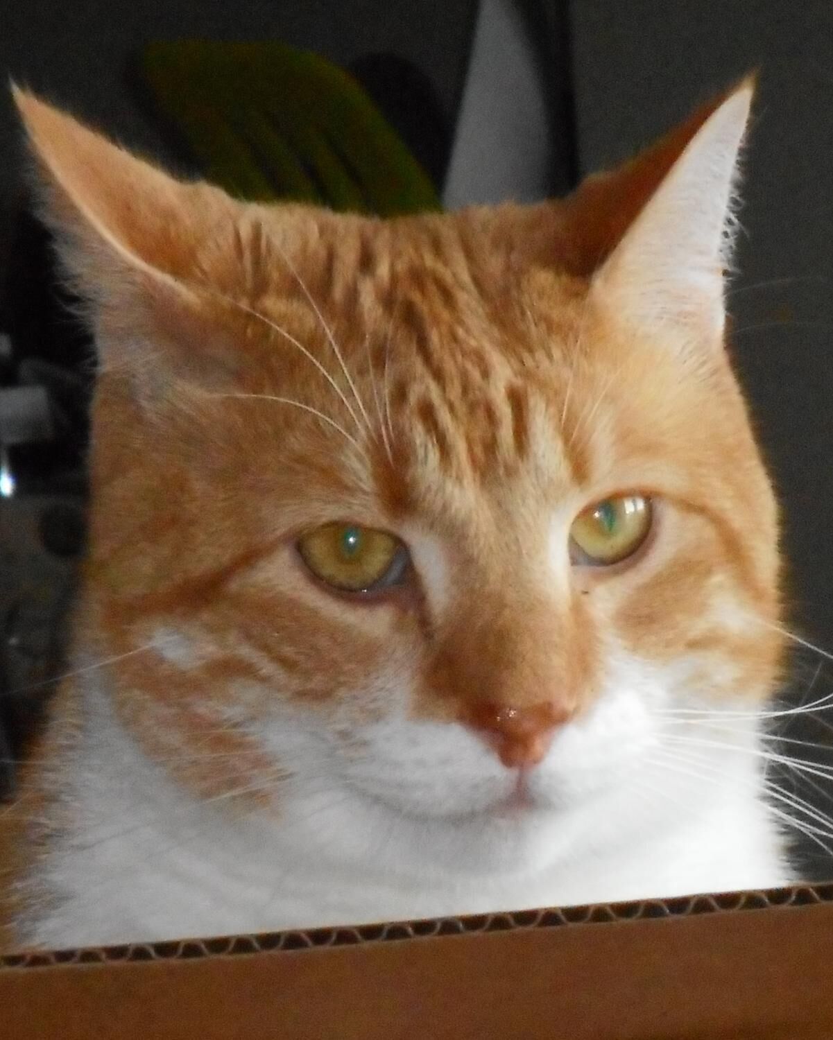 Un primer plano del rostro de un gato.