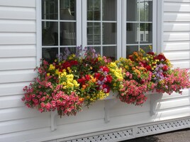 A window box with a variety of colorful flowers.