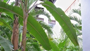 Un lussureggiante giardino interno con diverse piante tropicali e un percorso che lo attraversa.