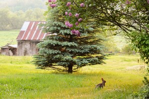 Property grounds - Laura's Bed & Breakfast (Kingston)