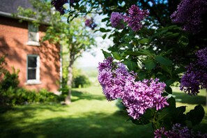 Garden - Laura's Bed & Breakfast (Kingston)