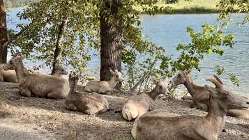 A group of goats resting near a lake, surrounded by trees and a clear sky.