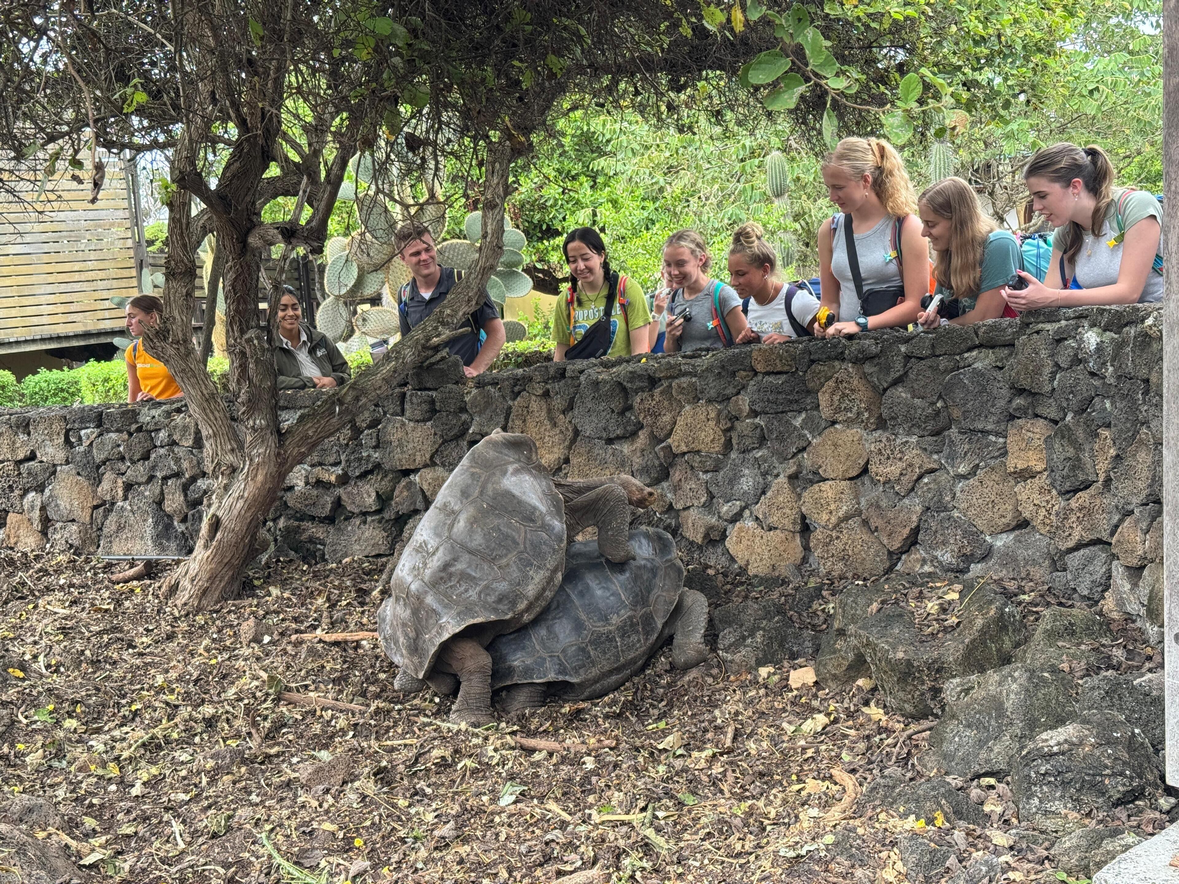 A stone wall with a tortoise on the ground.