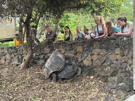 A stone wall with a tortoise on the ground.